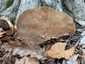 Óriás lakkostapló (Ganoderma resinaceum), Mecsek